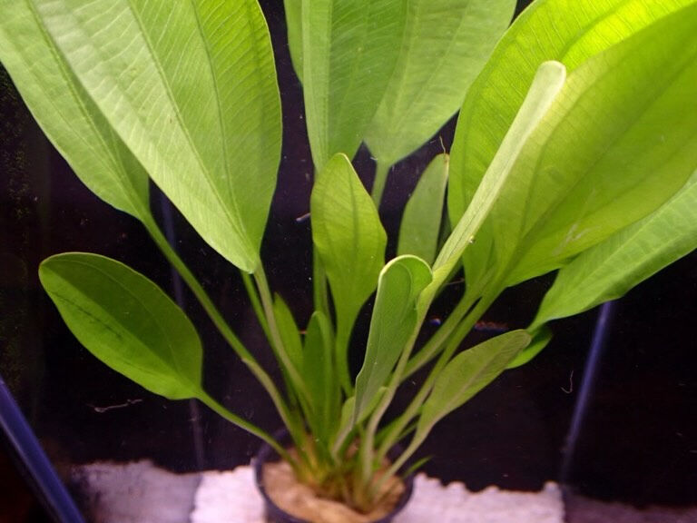 エキノドルス echinodorus
