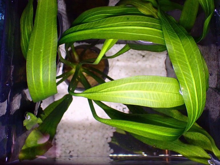 エキノドルス echinodorus