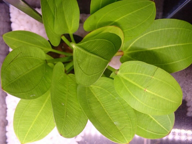 エキノドルス echinodorus