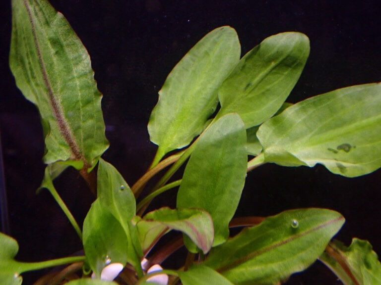 クリプトコリネ　cryptocoryne