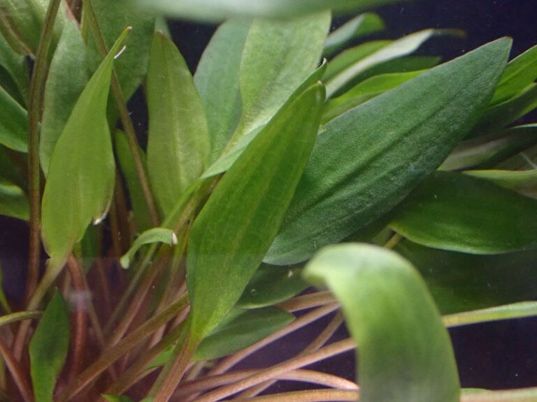クリプトコリネ　cryptocoryne