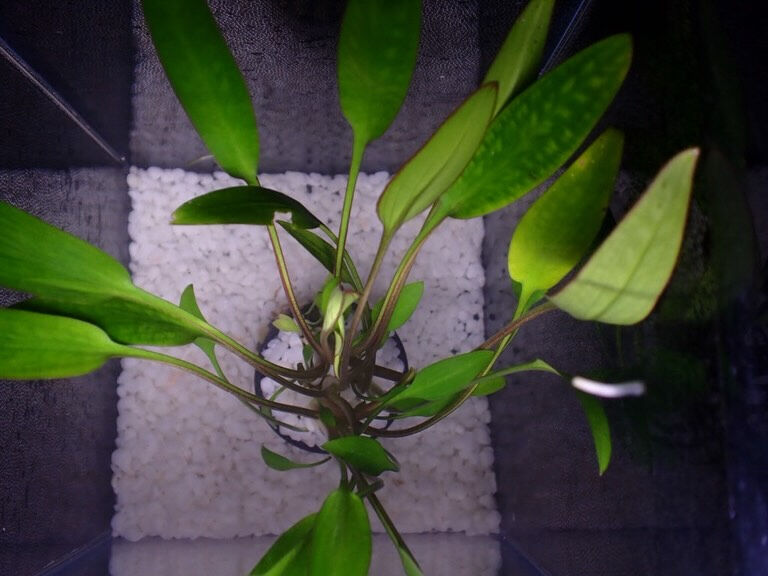 クリプトコリネ　cryptocoryne