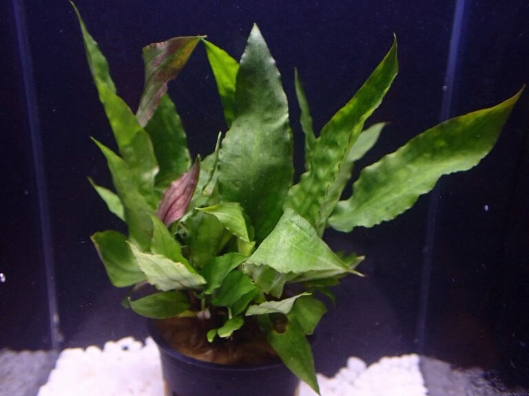 クリプトコリネ　cryptocoryne