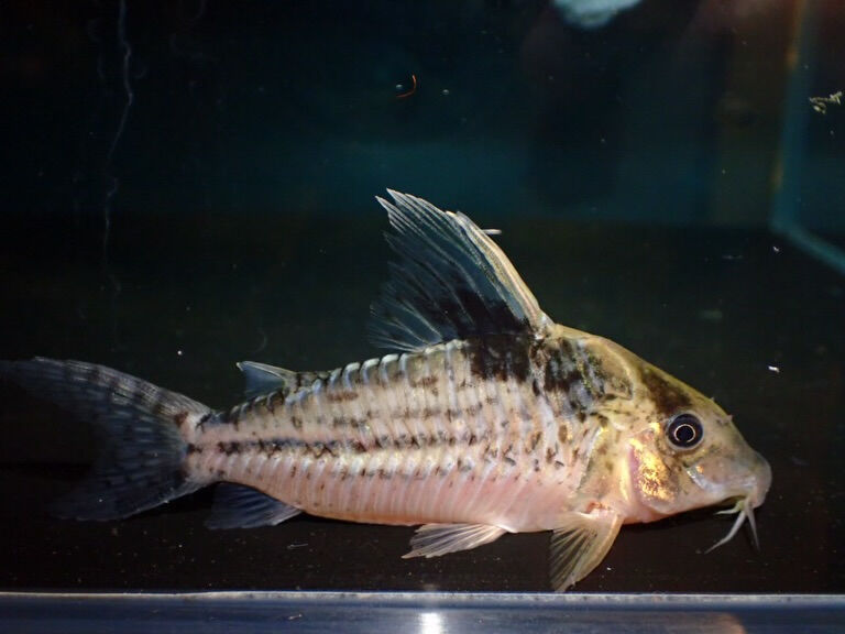 続きましてお魚入荷情報✨　小型魚編