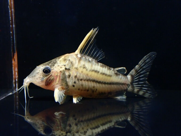 続きましてお魚入荷情報✨　小型魚編