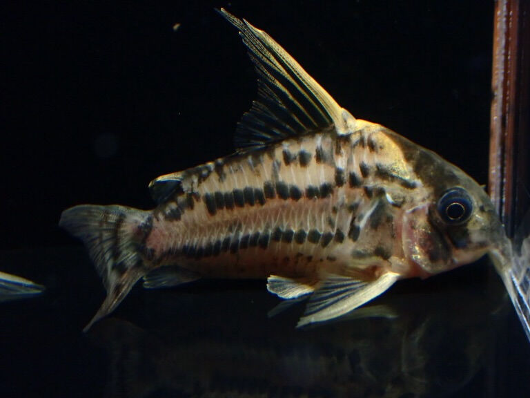続きましてお魚入荷情報✨　小型魚編