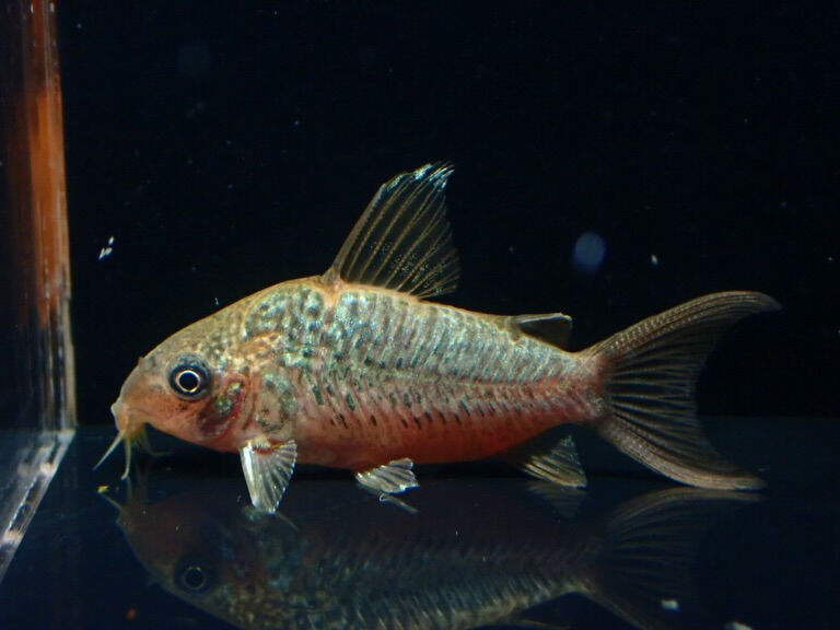 続きましてお魚入荷情報✨　小型魚編