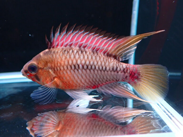 続きましてお魚入荷情報✨　小型魚編