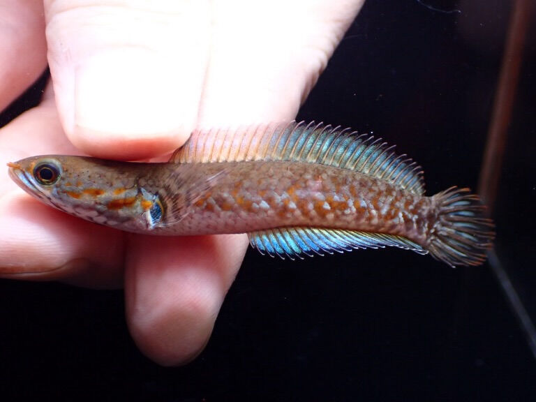 お魚入荷情報✨　大型魚編