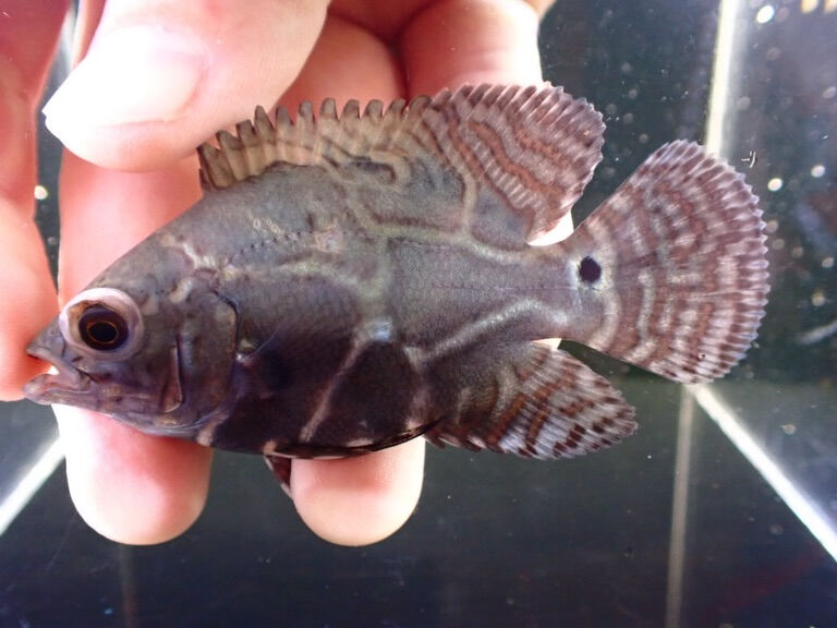 お魚入荷情報✨　大型魚編