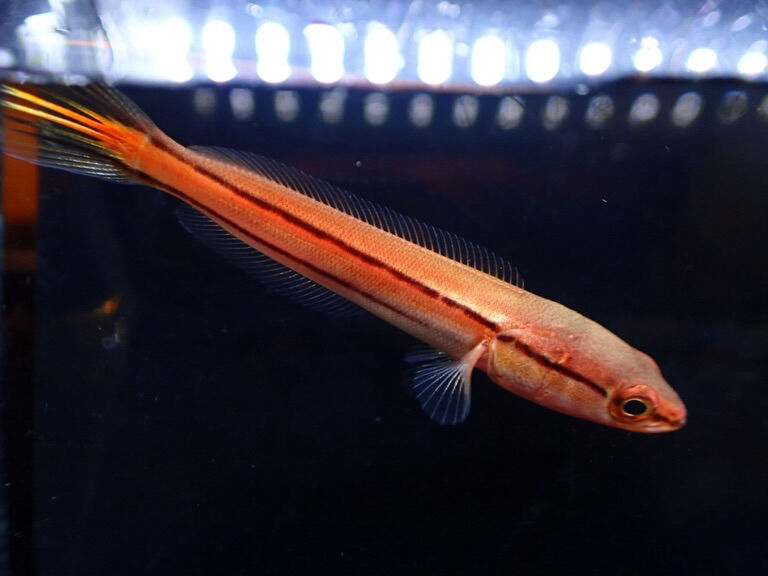 お魚入荷情報✨　大型魚編