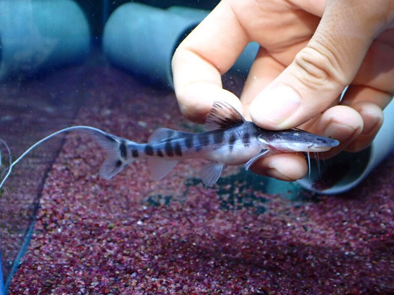 お魚入荷情報✨　大型魚編
