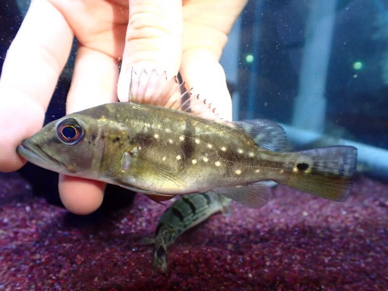 お魚入荷情報✨　大型魚編