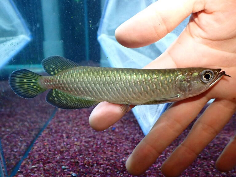 お魚入荷情報✨　大型魚編