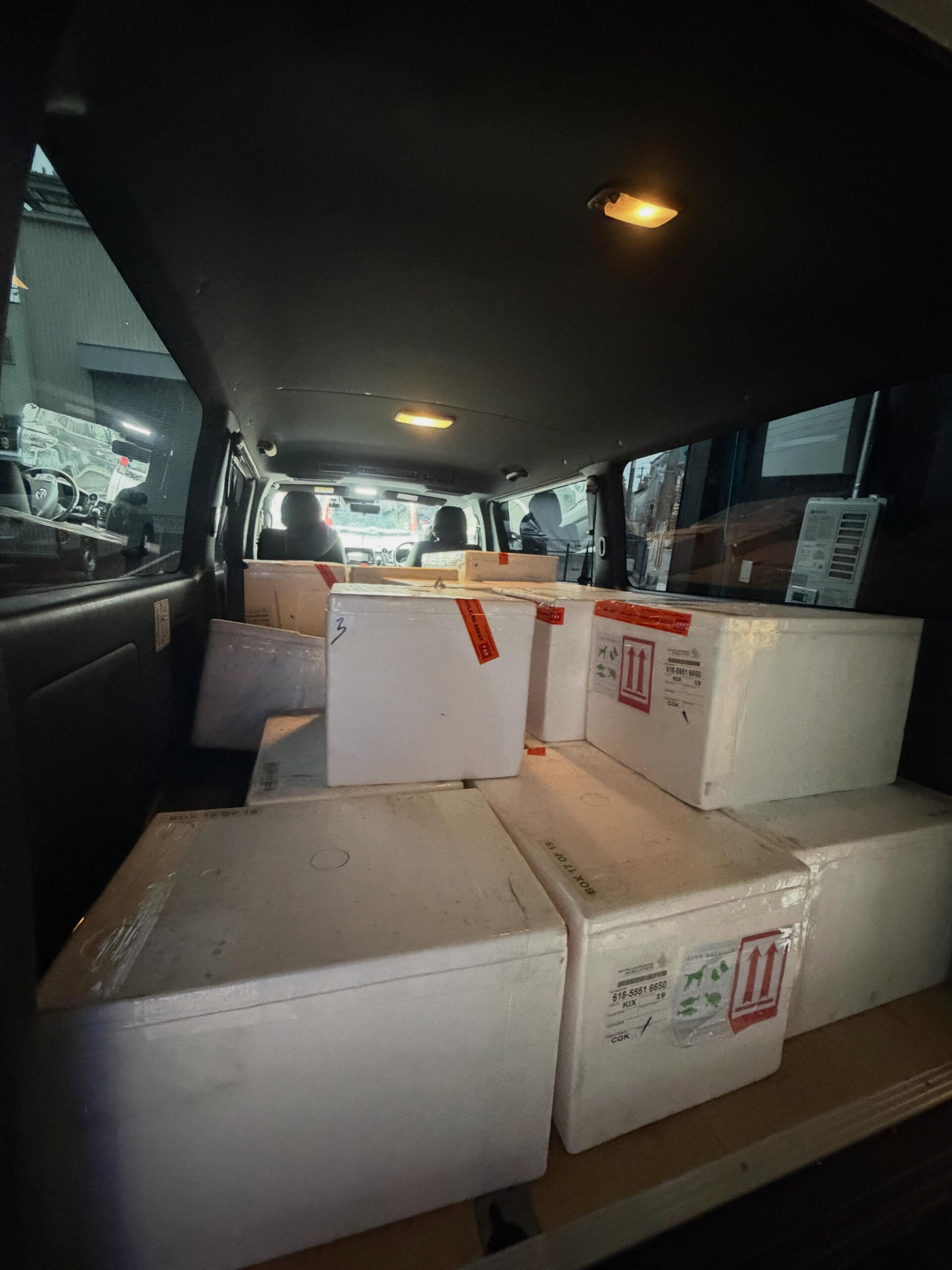 入荷情報　大型魚