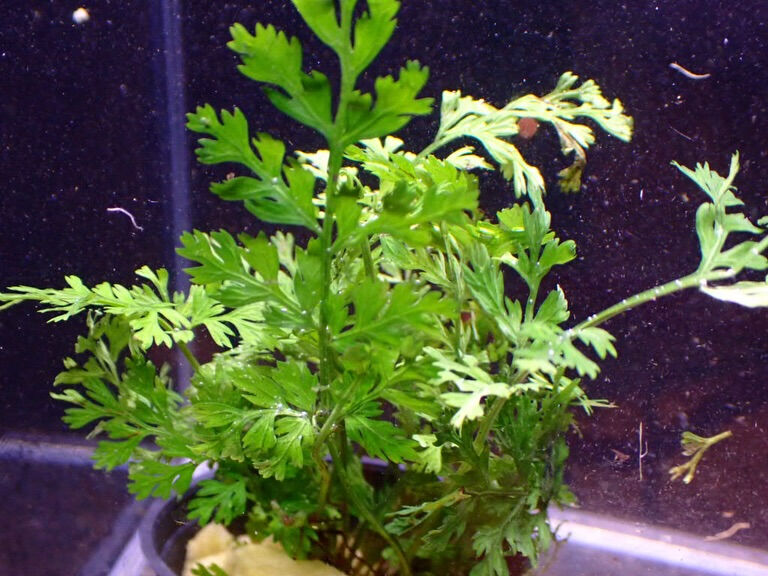 ✨水草入荷情報✨