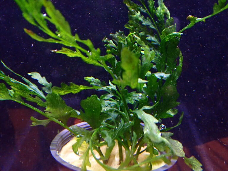 ✨水草入荷情報✨