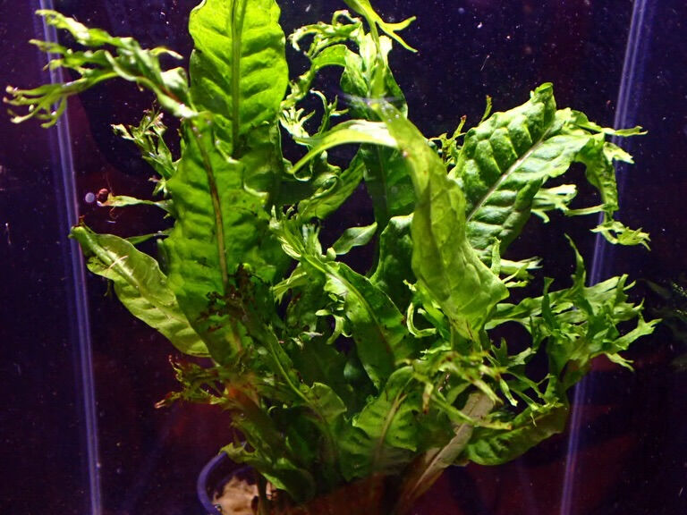 ✨水草入荷情報✨