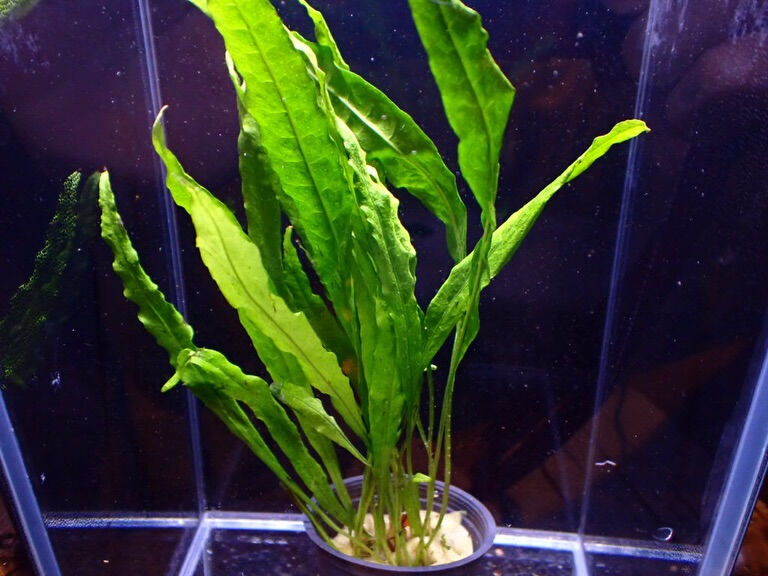 ✨水草入荷情報✨