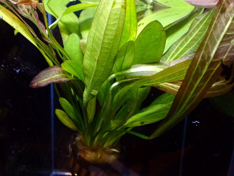 ✨水草入荷情報✨エキノドルス編