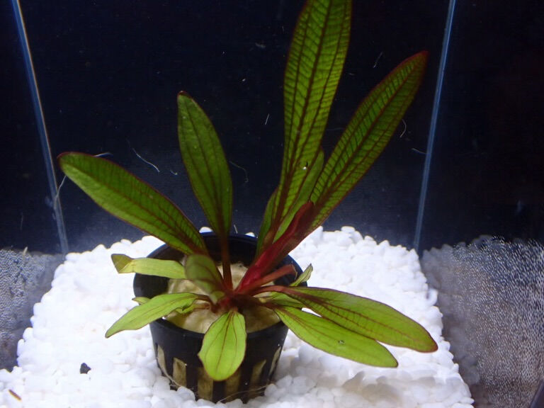 ✨水草入荷情報✨エキノドルス編
