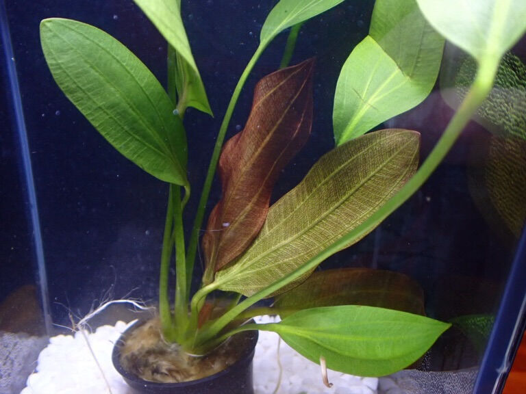 ✨水草入荷情報✨エキノドルス編