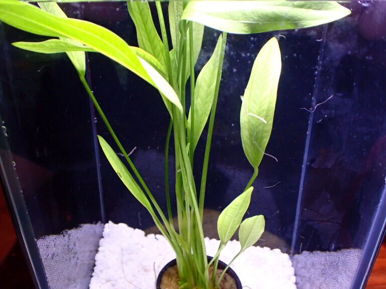 ✨水草入荷情報✨エキノドルス編