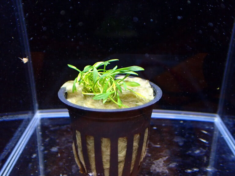 ✨水草入荷情報✨クリプトコリネ編