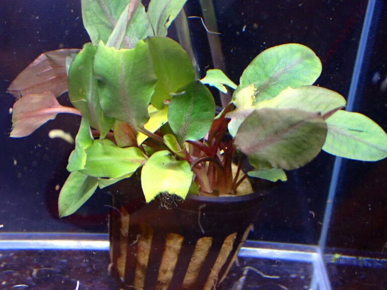 ✨水草入荷情報✨クリプトコリネ編