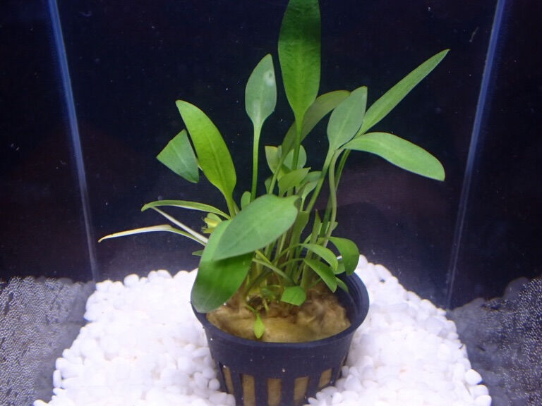 ✨水草入荷情報✨クリプトコリネ編