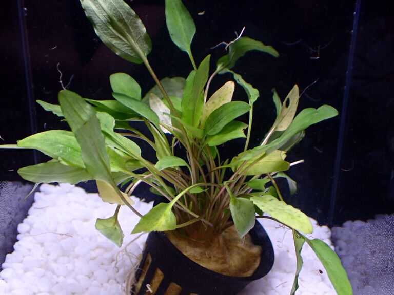✨水草入荷情報✨クリプトコリネ編