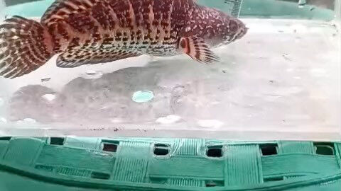 ダトニオ　リアルバンド