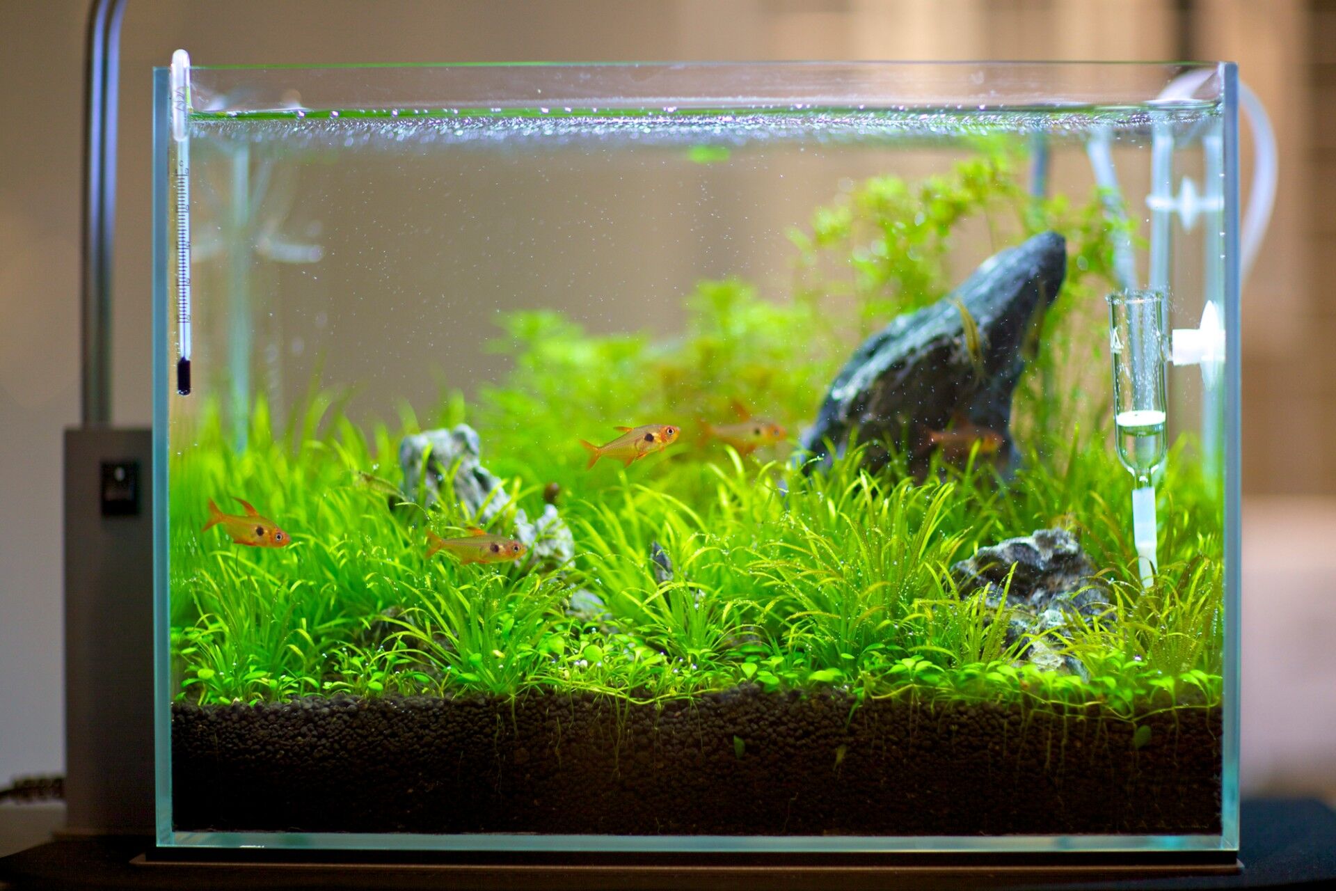 水草