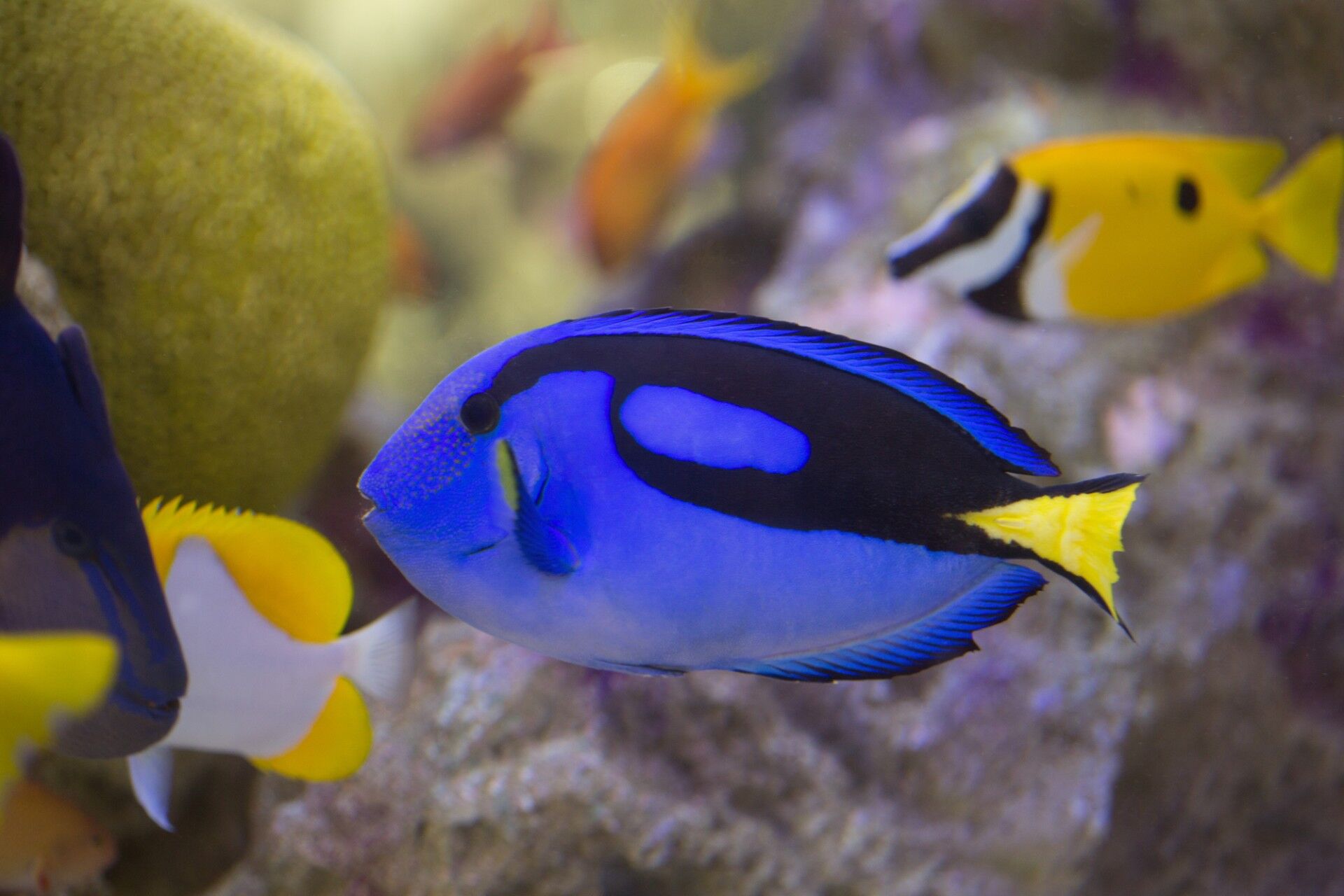 熱帯魚